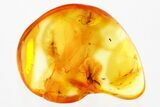 Three Fossil Dark-Winged Fungus Gnats (Sciaridae) In Baltic Amber #367540-1
